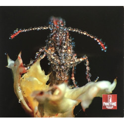 GANG GANG DANCE – EYE CONTACT CD 652637310726