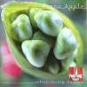 FIONA APPLE – EXTRAORDINARY MACHINE CD 828767363622